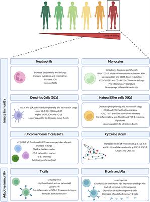 Frontiers Hallmarks of Severe COVID 19 Pathogenesis A Pas de